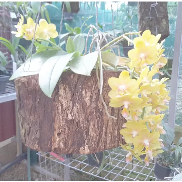 yellow orchids in log pot