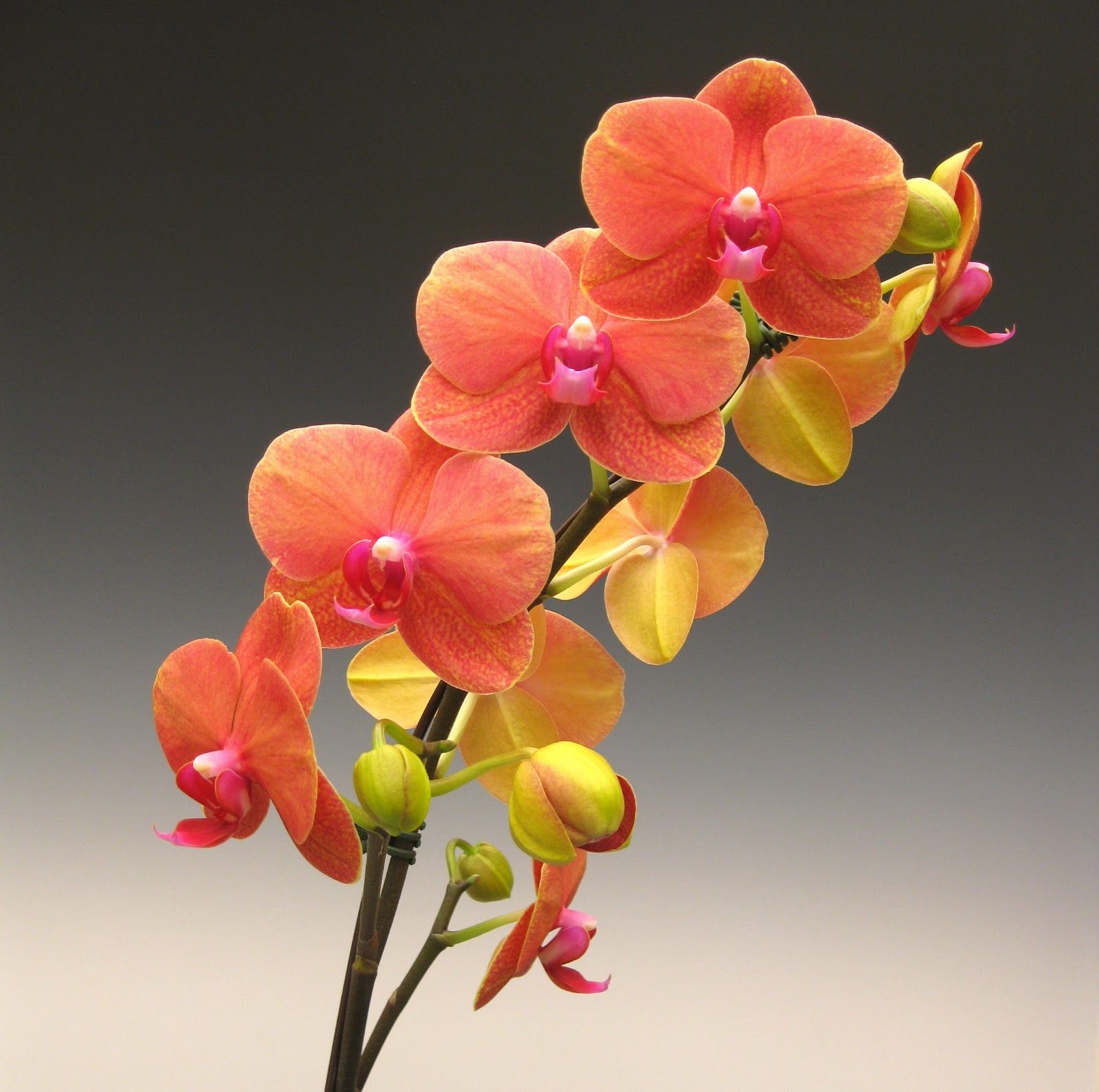 Phal pic
