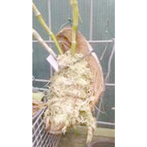 one coconut husk plant mount