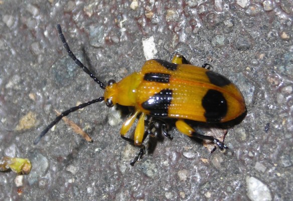 a yellow and black beetle